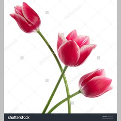 روانشناس در اسلامشهر کد 10151 سایز 3764 در 2027
