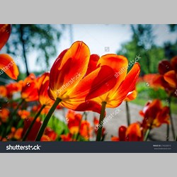 روانشناس در اسلامشهر کد 10299 سایز 60522 در 8860