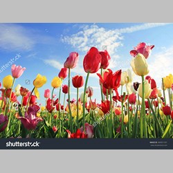 روانشناس در اسلامشهر کد 10362 سایز 55167 در 3091