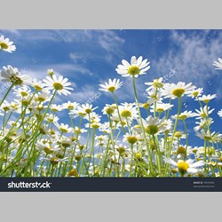 روانشناس در اسلامشهر کد 10552 سایز 32658 در 6877