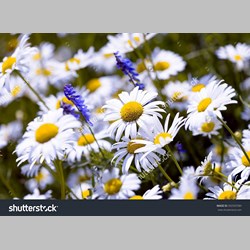 روانشناس در اسلامشهر کد 10616 سایز 34267 در 1750