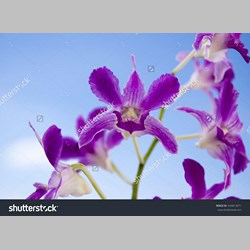 روانشناس در اسلامشهر کد 12229 سایز 37555 در 2583