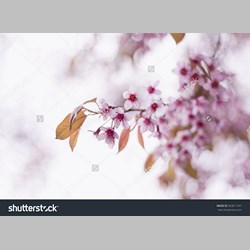 روانشناس در اسلامشهر کد 13134 سایز 49801 در 3790