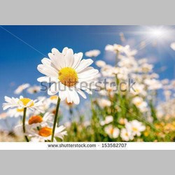 روانشناس در اسلامشهر کد 18466 سایز 82931 در 12496
