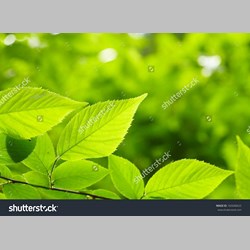 مشاور خانواده در اسلامشهر کد 46072 سایز 130243 در 61720